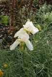Iris florentina RCP4-08 062.jpg